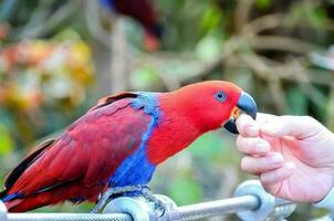een kleurrijk papegaai foto