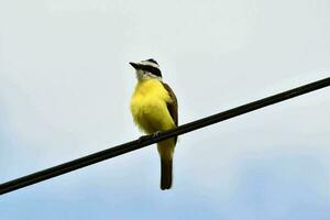 vogel in het wild foto