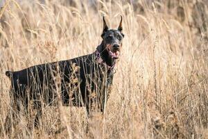 doberman hond buitenshuis foto