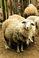 wol schapen Aan de boerderij foto