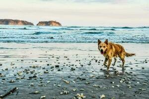 op het strand foto