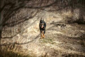 doberman spelen buitenshuis foto