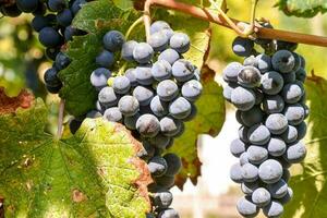 druiven in een wijnmakerij foto