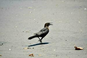 vogel in het wild foto