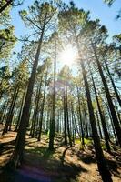 achtergrond met bomen foto