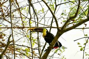 vogels in het wild foto