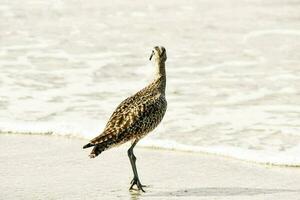 vogels in het wild foto