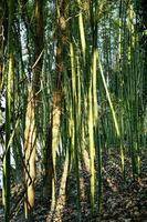 bomen in het bos foto