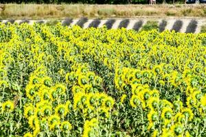 een veld- met bloemen foto