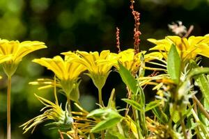 achtergrond met bloemen foto