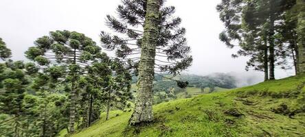 visie van de bergen van minas gerais Brazilië foto