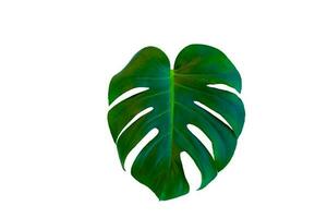 monstera borsigiana blad dichtbij omhoog met geïsoleerd wit achtergrond foto