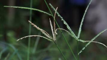 wild planten, meestal toenemen in ieder plaats foto