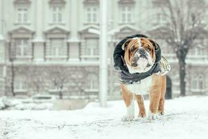 portret van Engels bulldog foto