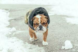 portret van Engels bulldog foto