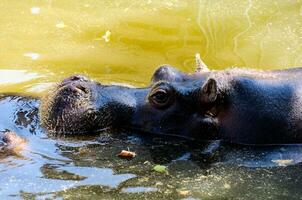 chillen nijlpaard in dierentuin foto