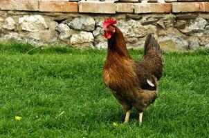 pik in de boerderij foto