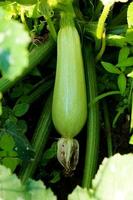 courgette fabriek in de tuin foto