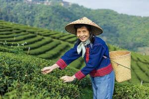 senior Aziatisch vrouw in traditioneel kleding plukken vers thee vertrekken in de ochtend- in haar heuvel kant thee landbouw en plantage bedrijf. foto