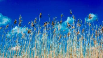 louche riet buitenshuis foto