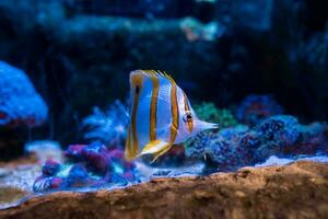 vis in de oceaan. een kudde van vis in de zee, aquarium. aquarium kleurrijk vis in donker blauw water. foto van tropisch vis Aan een koraal rif.