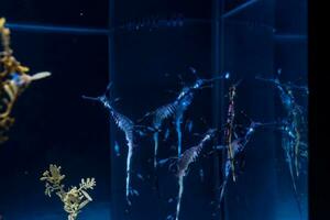 zeepaardjes in de wild. vis in de oceaan. een kudde van vis in de zee, aquarium. aquarium kleurrijk vis in donker blauw water. foto van tropisch vis Aan een koraal rif.