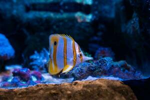 vis in de oceaan. een kudde van vis in de zee, aquarium. aquarium kleurrijk vis in donker blauw water. foto van tropisch vis Aan een koraal rif.