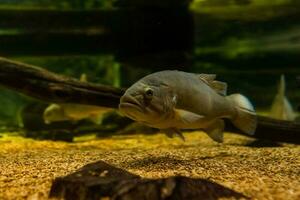 vis in de oceaan. een kudde van vis in de zee, aquarium. aquarium kleurrijk vis in donker blauw water. foto van tropisch vis Aan een koraal rif.