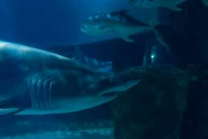 Super goed wit haai dichtbij omhoog schot. de haai zwemmen in groot aquarium. haai vis, stier haai, marinier vis onderwater. foto
