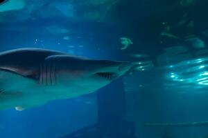 Super goed wit haai dichtbij omhoog schot. de haai zwemmen in groot aquarium. haai vis, stier haai, marinier vis onderwater. foto