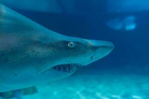 Super goed wit haai dichtbij omhoog schot. de haai zwemmen in groot aquarium. haai vis, stier haai, marinier vis onderwater. foto