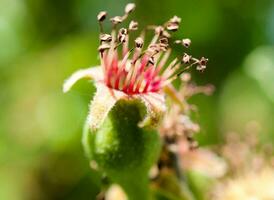 appel bloem dichtbij omhoog foto