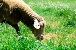 schapen die gras eten foto