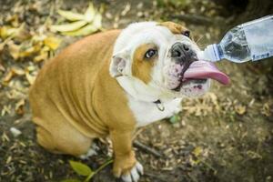 portret van Engels bulldog foto