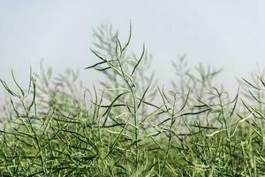 groen koolzaad peulen in gecultiveerd agrarisch veld. foto