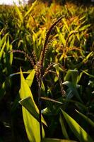 groen mooi maïs veld- foto