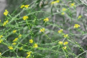 geel bloemen van herder tas. natuurlijk landschap met vegetatie. foto