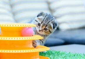 schattig Schots vouwen katje spelen met een speelgoed, foto
