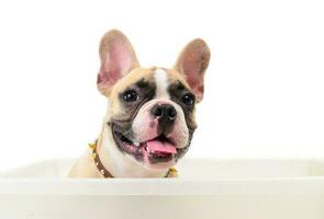 hoofd van Frans bulldog glimlach in doos foto