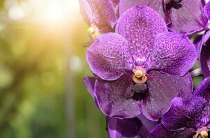 Purper vanda orchidee bloem met zonlicht, foto