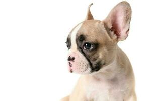 kant visie van schattig Frans bulldog puppy foto