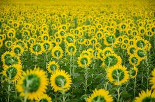 zonnebloemen veld- terug kant Bij snoei buri. Thailand, foto