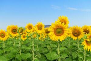 mooi zonnebloem veld- Aan zomer met blauw lucht foto