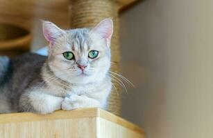 schattig bruin Schots vouwen kat zittend Aan hout, foto