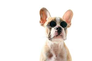 schattig Frans bulldog slijtage zonnebril geïsoleerd foto