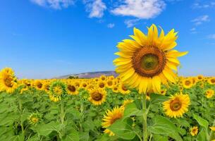 mooi zonnebloem veld- Aan zomer met blauw lucht foto