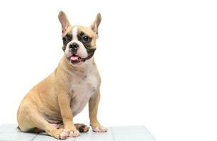 schattig Frans bulldog zittend Aan tafel geïsoleerd foto