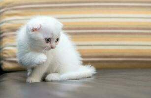 schattig wit Schots vouwen katje staand Aan sofa foto