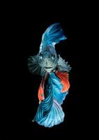 blauw Siamees vechten vis, betta splendens geïsoleerd foto