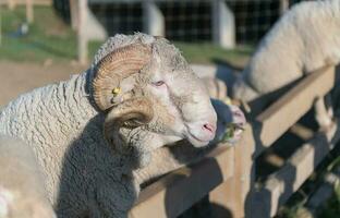 groot toeter rammen of arles merino schapen foto